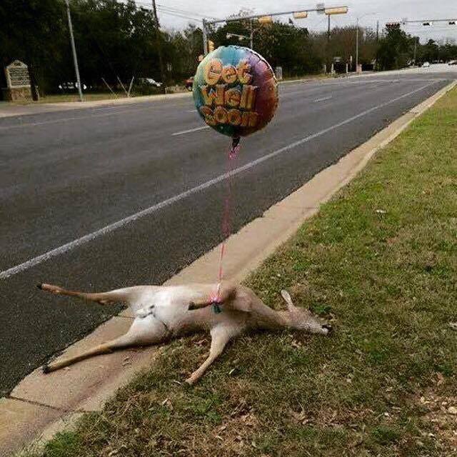 Get well Bambi.jpg