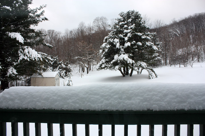 garden.jpg