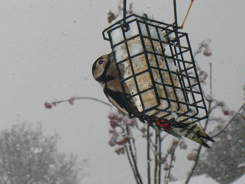 Woodpecker.
